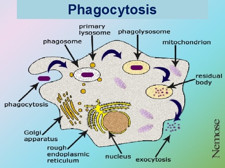 Phagocytosis 24 