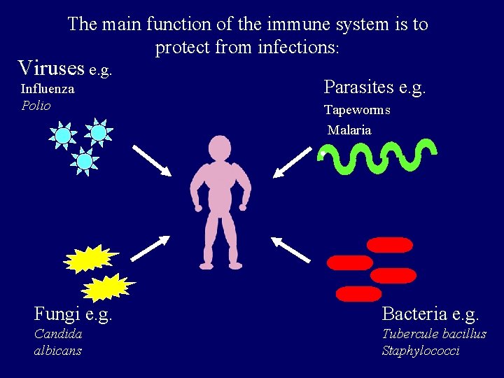 The main function of the immune system is to protect from infections: Viruses e.