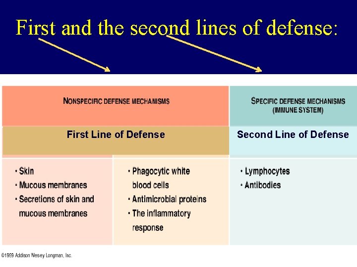 First and the second lines of defense: First Line of Defense Second Line of