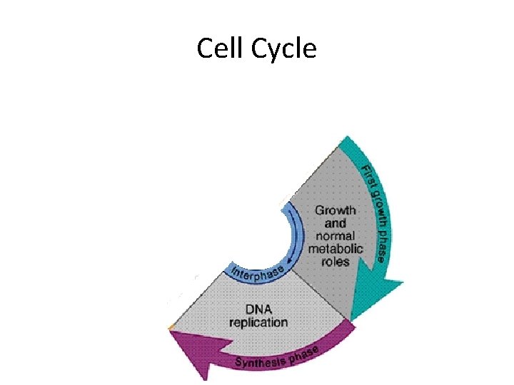 Cell Cycle 