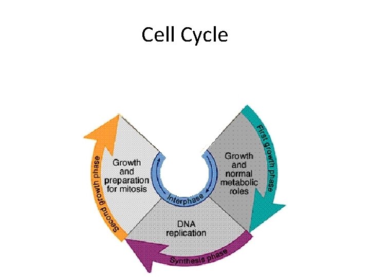 Cell Cycle 