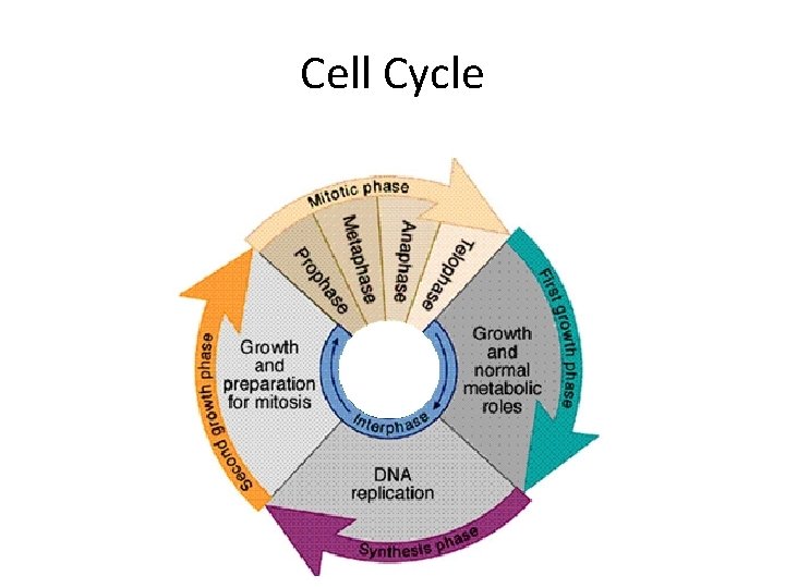 Cell Cycle 