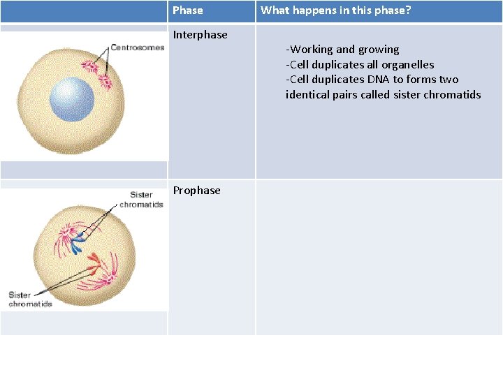 Phase Interphase Prophase What happens in this phase? -Working and growing -Cell duplicates all