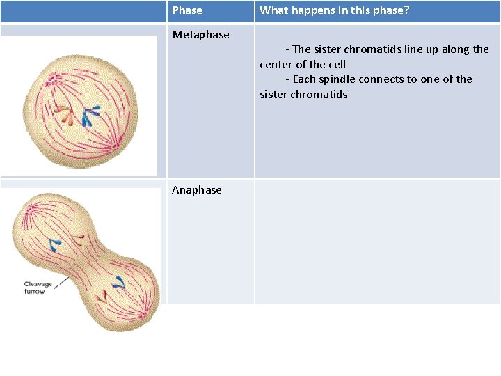 Phase Metaphase Anaphase What happens in this phase? - The sister chromatids line up