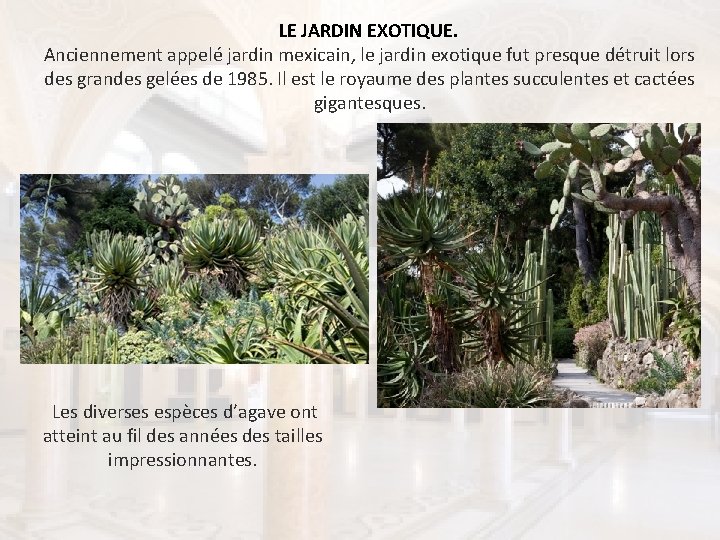 LE JARDIN EXOTIQUE. Anciennement appelé jardin mexicain, le jardin exotique fut presque détruit lors