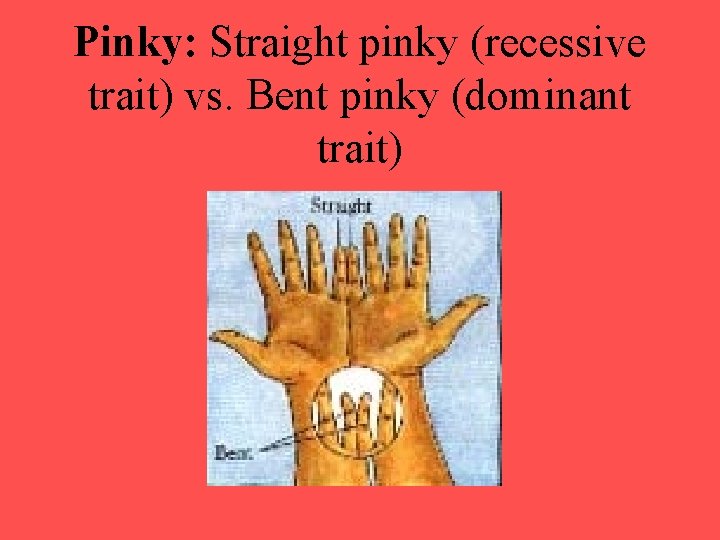 Pinky: Straight pinky (recessive trait) vs. Bent pinky (dominant trait) 