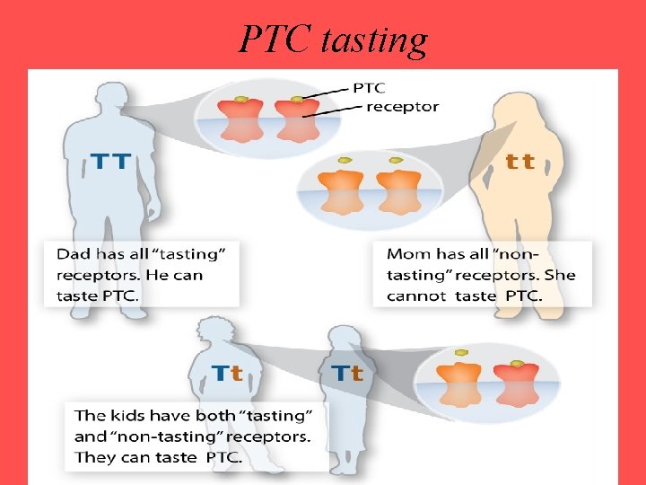 PTC tasting 