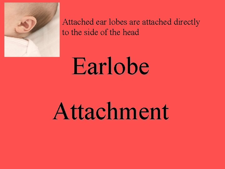 Attached ear lobes are attached directly to the side of the head Earlobe Attachment