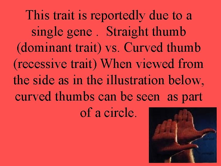 This trait is reportedly due to a single gene. Straight thumb (dominant trait) vs.