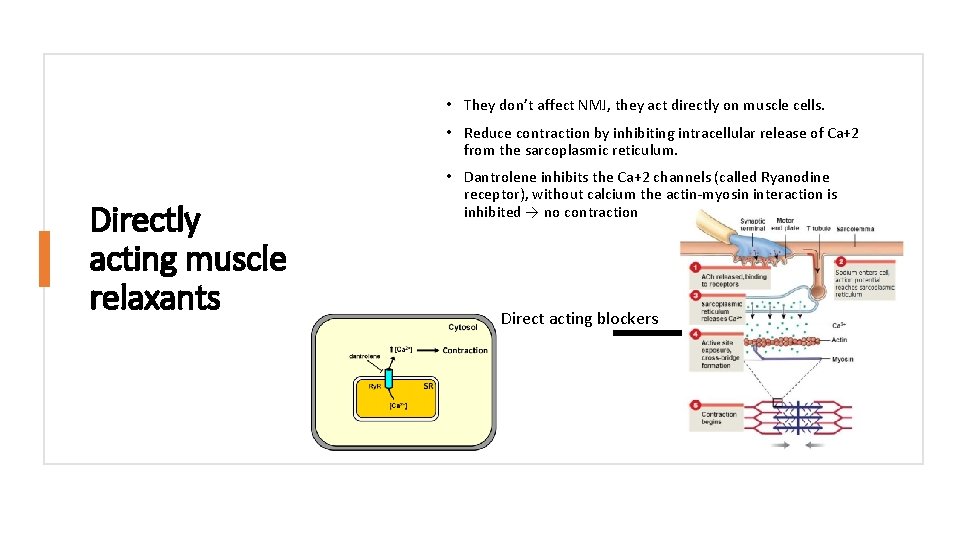  • They don’t affect NMJ, they act directly on muscle cells. • Reduce