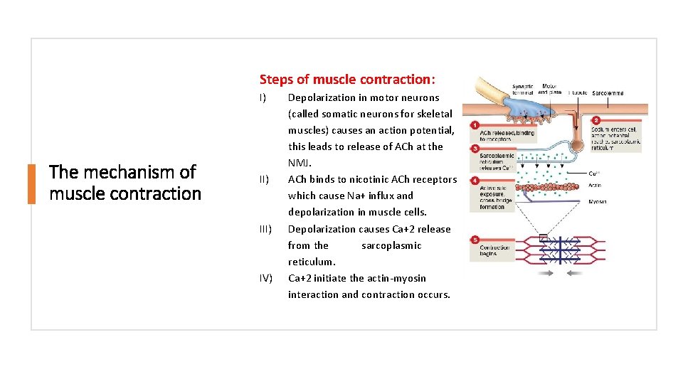 Steps of muscle contraction: I) The mechanism of muscle contraction II) IV) Depolarization in