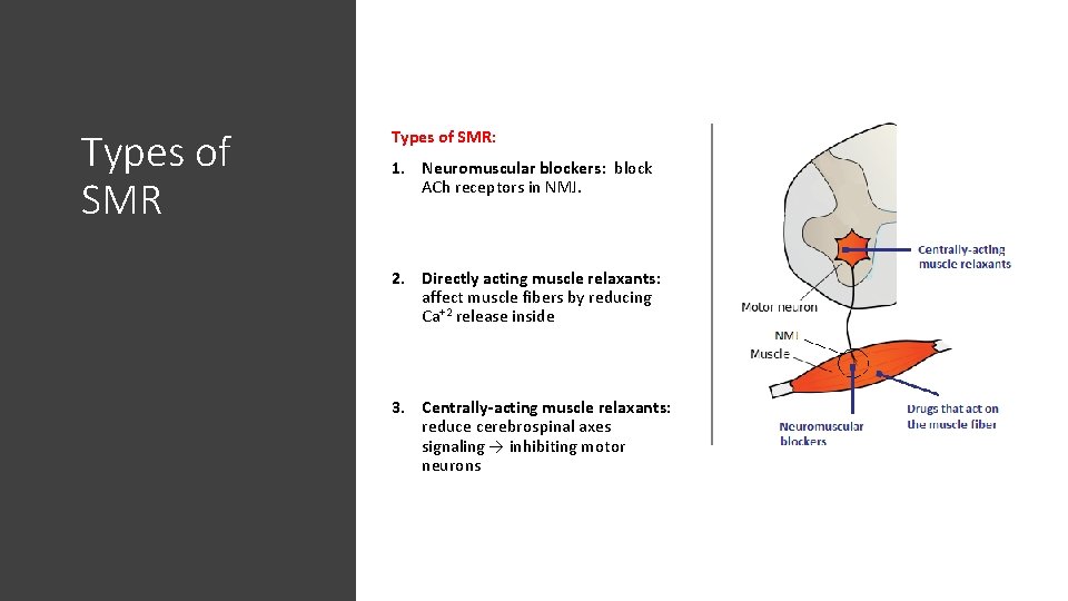 Types of SMR: 1. Neuromuscular blockers: block ACh receptors in NMJ. 2. Directly acting