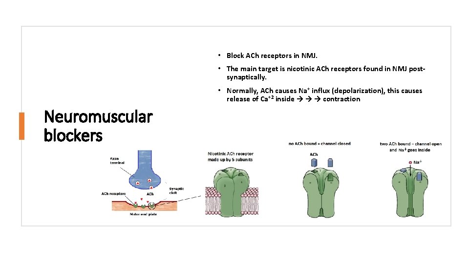  • Block ACh receptors in NMJ. • The main target is nicotinic ACh