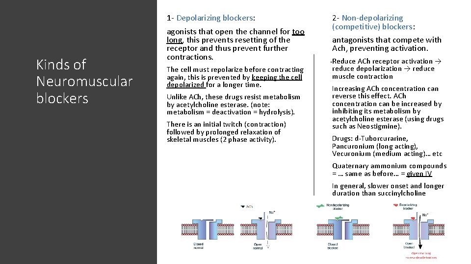 1 - Depolarizing blockers: Kinds of Neuromuscular blockers agonists that open the channel for