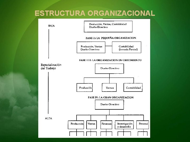 ESTRUCTURA ORGANIZACIONAL 