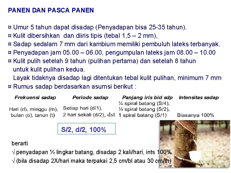 PANEN DAN PASCA PANEN ¤ Umur 5 tahun dapat disadap (Penyadapan bisa 25 -35 PANEN DAN PASCA PANEN ¤ Umur 5 tahun dapat disadap (Penyadapan bisa 25 -35