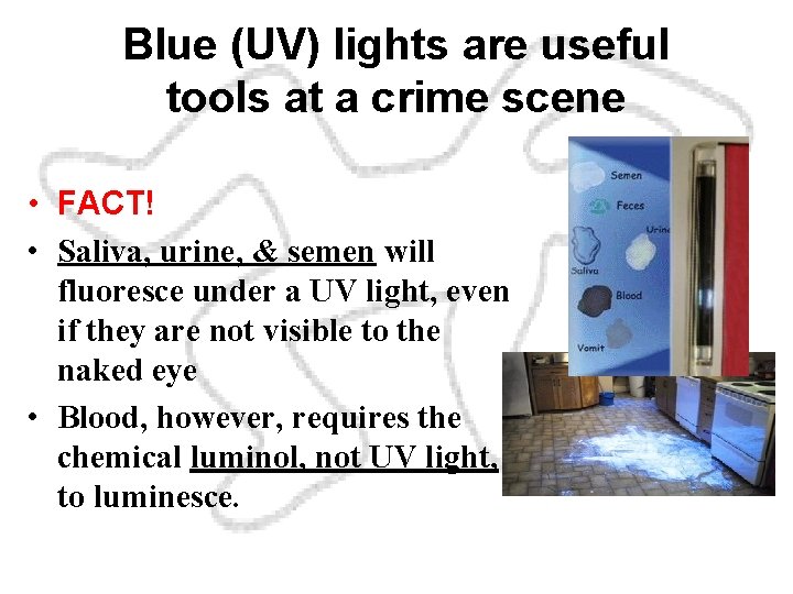 Blue (UV) lights are useful tools at a crime scene • FACT! • Saliva,