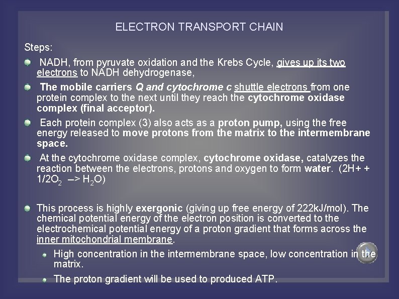 ELECTRON TRANSPORT CHAIN Steps: NADH, from pyruvate oxidation and the Krebs Cycle, gives up