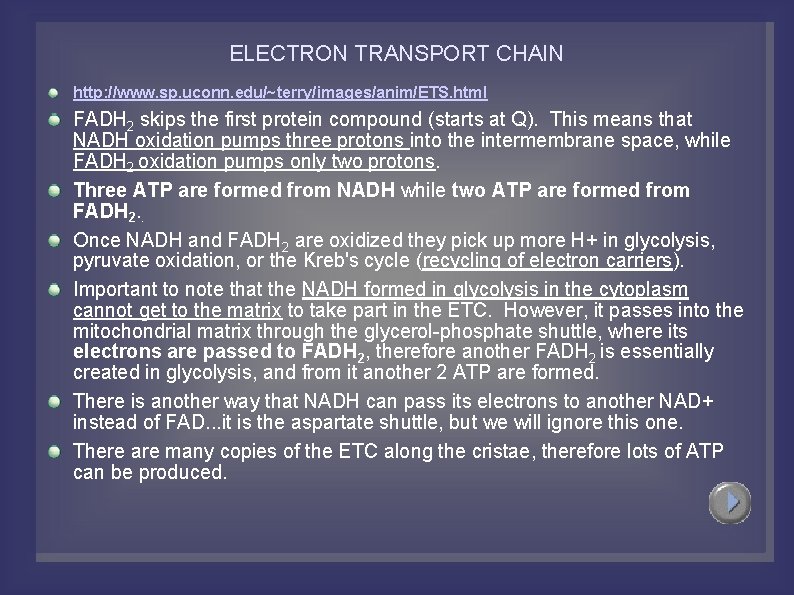 ELECTRON TRANSPORT CHAIN http: //www. sp. uconn. edu/~terry/images/anim/ETS. html FADH 2 skips the first
