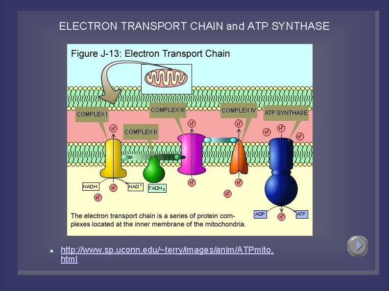 ELECTRON TRANSPORT CHAIN and ATP SYNTHASE http: //www. sp. uconn. edu/~terry/images/anim/ATPmito. html 