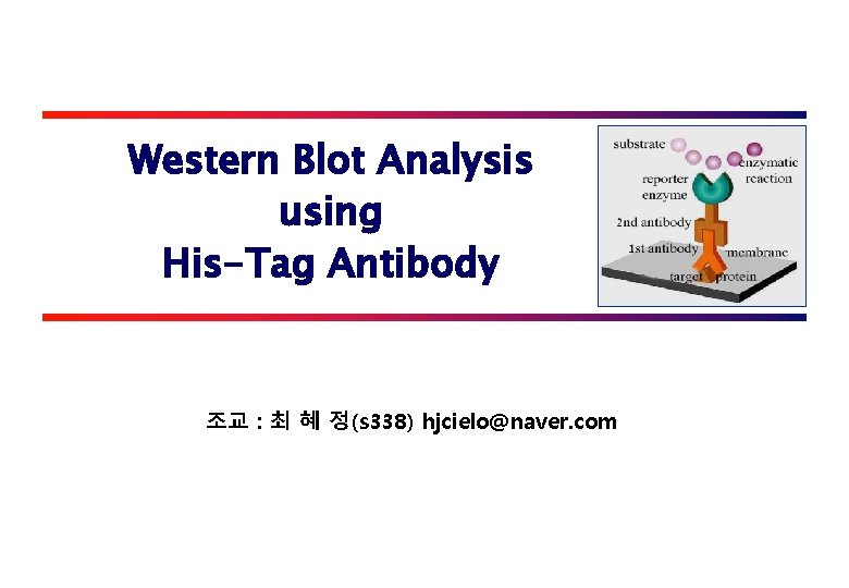 Western Blot Analysis using His-Tag Antibody 조교 : 최 혜 정(s 338) hjcielo@naver. com