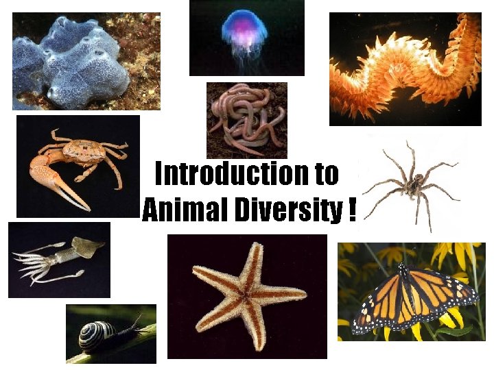Introduction to Animal Diversity ! 