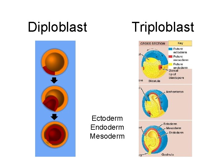 Diploblast Triploblast Ectoderm Endoderm Mesoderm 