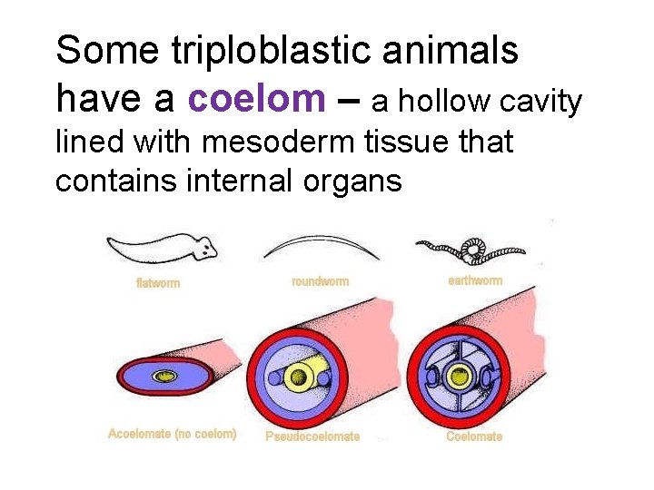 Some triploblastic animals have a coelom – a hollow cavity lined with mesoderm tissue