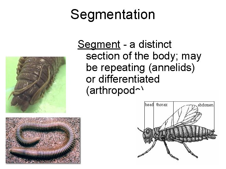 Segmentation Segment - a distinct section of the body; may be repeating (annelids) or