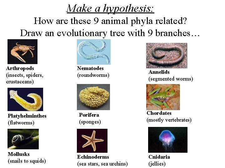 Make a hypothesis: How are these 9 animal phyla related? Draw an evolutionary tree