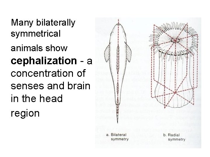 Many bilaterally symmetrical animals show cephalization - a concentration of senses and brain in