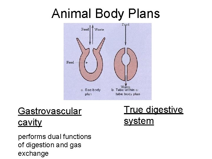 Animal Body Plans Gastrovascular cavity performs dual functions of digestion and gas exchange True