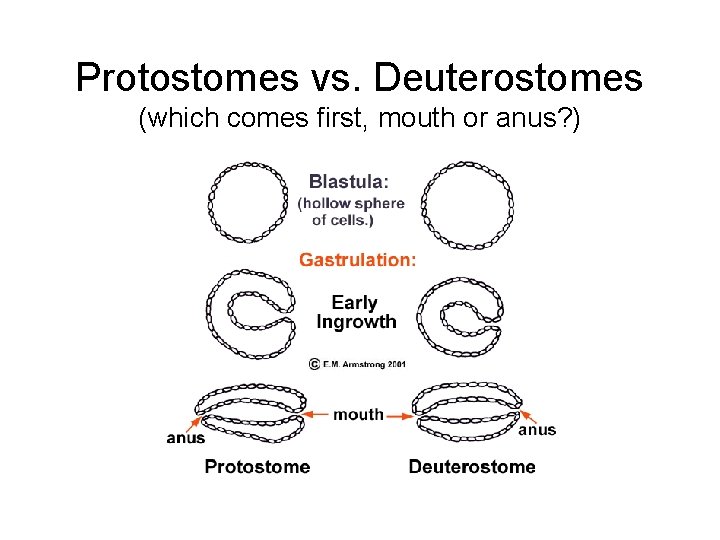 Protostomes vs. Deuterostomes (which comes first, mouth or anus? ) 
