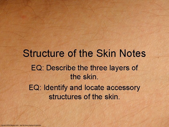 Structure of the Skin Notes EQ: Describe three layers of the skin. EQ: Identify