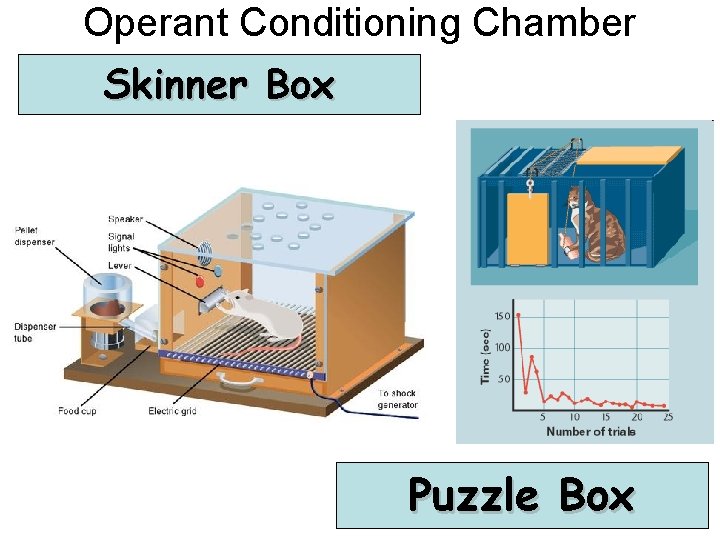 Operant Conditioning Chamber Skinner Box Puzzle Box 