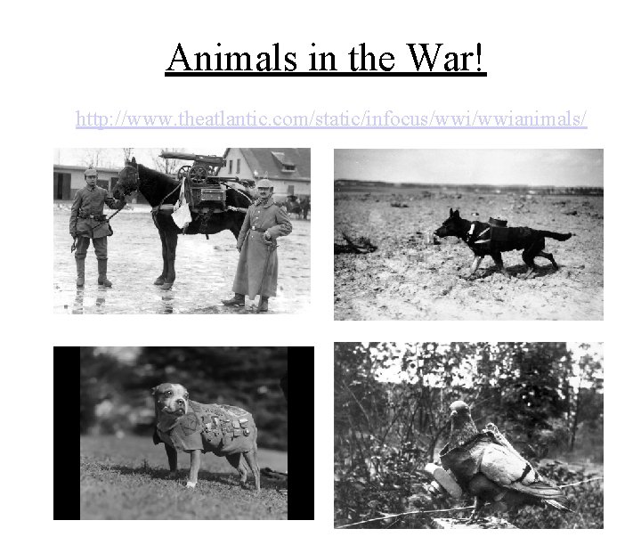 Animals in the War! http: //www. theatlantic. com/static/infocus/wwianimals/ 