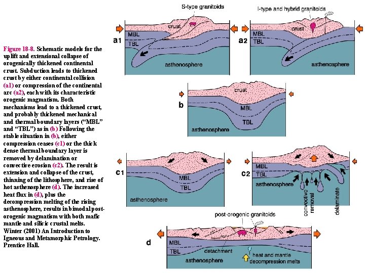Figure 18 -8. Schematic models for the uplift and extensional collapse of orogenically thickened