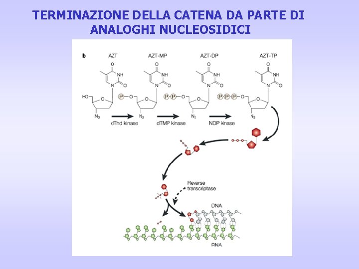 TERMINAZIONE DELLA CATENA DA PARTE DI ANALOGHI NUCLEOSIDICI 