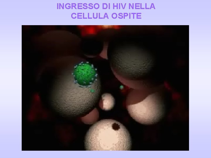 INGRESSO DI HIV NELLA CELLULA OSPITE 