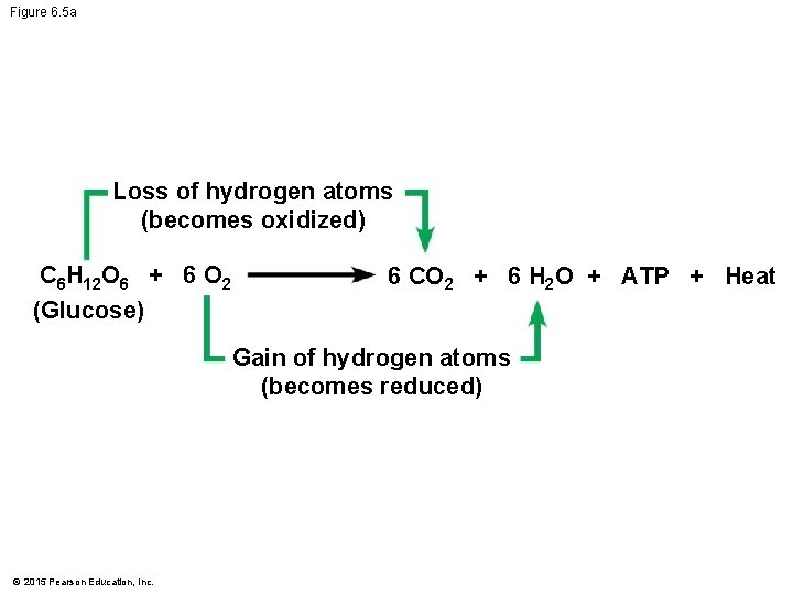 Figure 6. 5 a Loss of hydrogen atoms (becomes oxidized) C 6 H 12