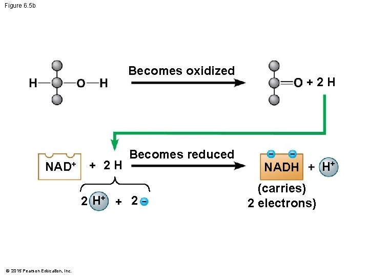 Figure 6. 5 b Becomes oxidized NAD+ + 2 H Becomes reduced 2 H+