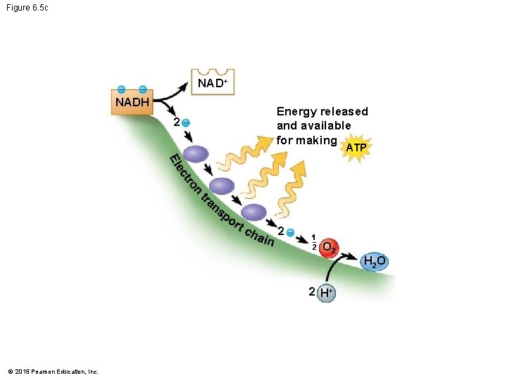Figure 6. 5 c NAD+ NADH 2 Energy released and available for making ATP