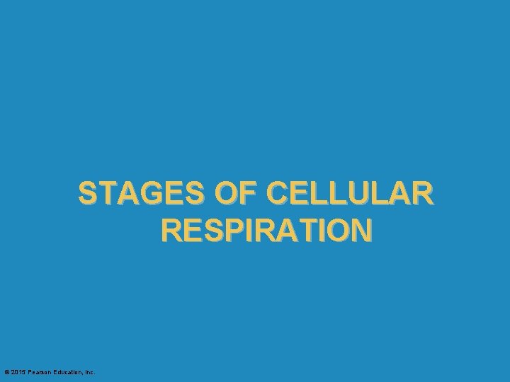 STAGES OF CELLULAR RESPIRATION © 2015 Pearson Education, Inc. 