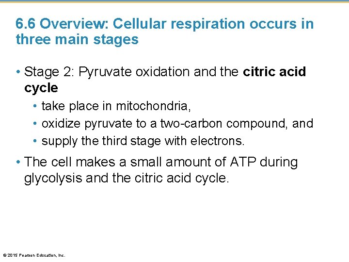 6. 6 Overview: Cellular respiration occurs in three main stages • Stage 2: Pyruvate