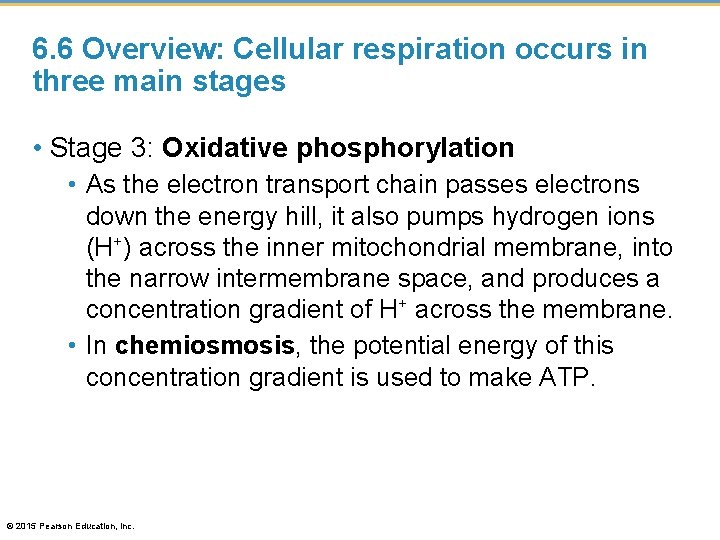 6. 6 Overview: Cellular respiration occurs in three main stages • Stage 3: Oxidative