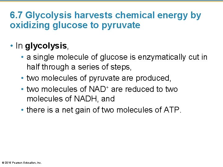 6. 7 Glycolysis harvests chemical energy by oxidizing glucose to pyruvate • In glycolysis,