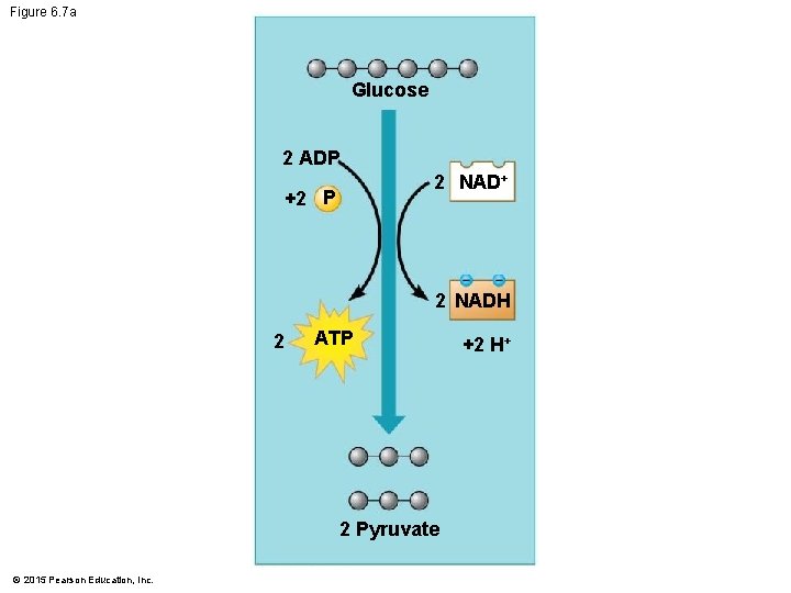 Figure 6. 7 a Glucose 2 ADP 2 NAD+ +2 P 2 NADH 2