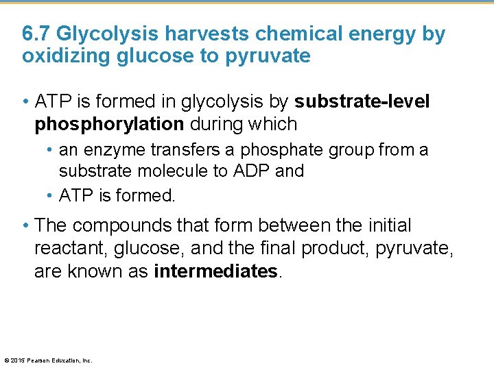 6. 7 Glycolysis harvests chemical energy by oxidizing glucose to pyruvate • ATP is