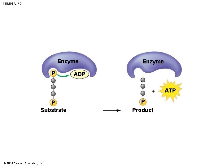 Figure 6. 7 b Enzyme P Enzyme ADP ATP P Substrate © 2015 Pearson