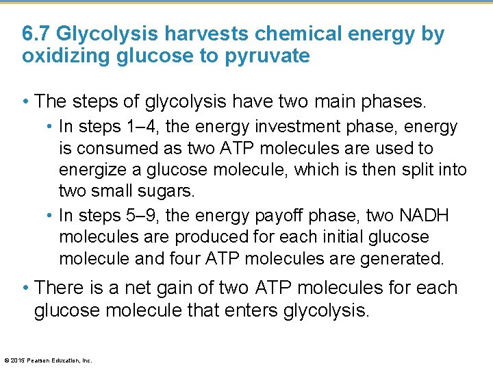 6. 7 Glycolysis harvests chemical energy by oxidizing glucose to pyruvate • The steps